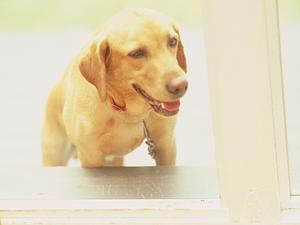 誠実な対応をしてくれる大阪のペット葬儀