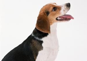 ビションフリーゼを安心して買うなら