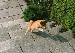 ペット保険の申し込みを検討するなら