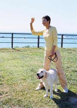 豆柴の子犬販売に実績があり安心